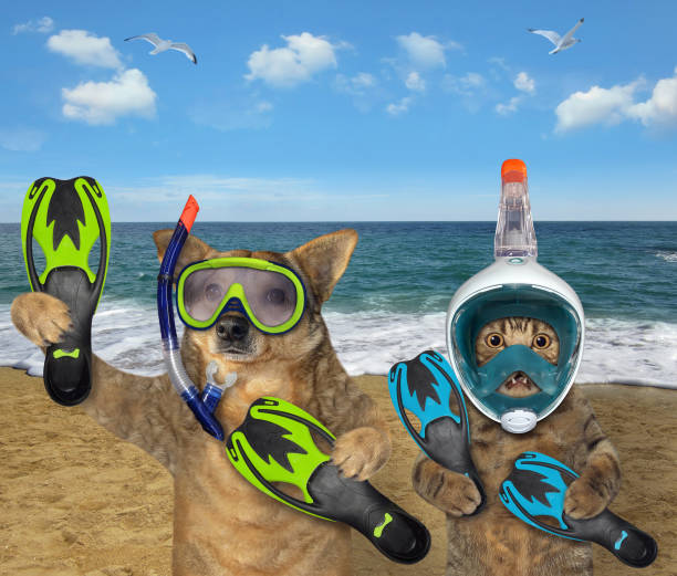 A beige cat and a dog are divers in diving masks holding swimming fins by the sea.
