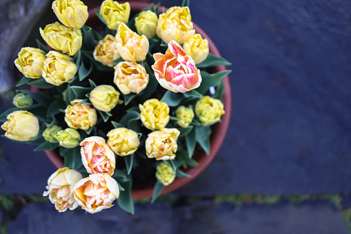 Stunning peach colored and butter yellow double tulips planted in terracotta planters.