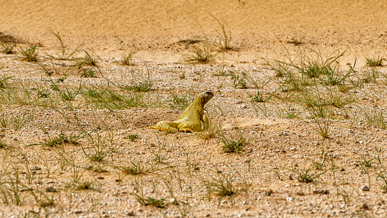 A lizard in the desert in Saudi Arabia