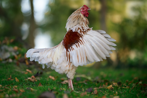 A young white brown rooster spreads his wings in a garden during Autumn