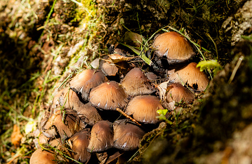 Small mushrooms clustered together on the forest ground