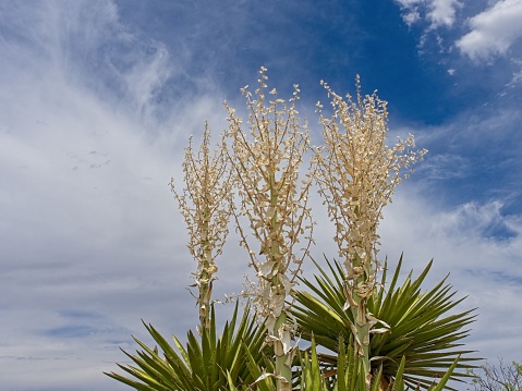 Wild growing little palm tree with white flowers. Plants grow on sand dune on the beach. Arid terrain vegetation.