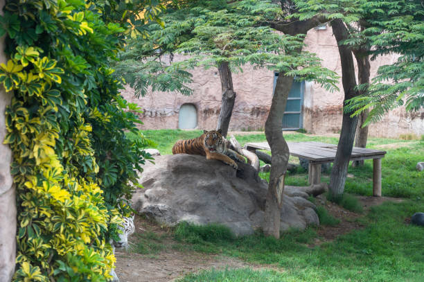 istock Majestic tiger resting in natural habitat enclosure 2096866486