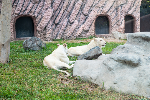 Two majestic white lions lounge peacefully in their enclosure, surrounded by rocks and caves