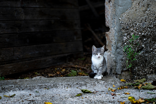 Portrait kitten in an old house.