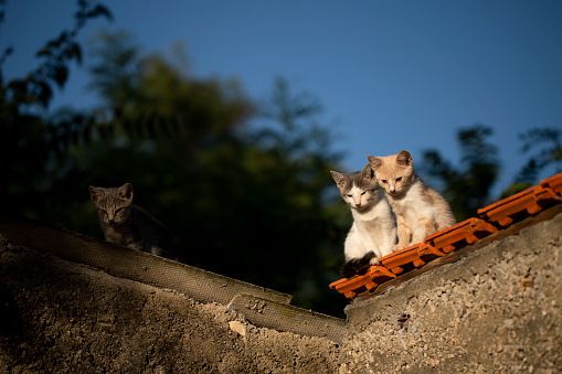 Low-angle shot of three cats looking down from the roof, cats sitting on the roof, cute kittens on the rooftop, home pets against the blue sky, two cats on the roof.