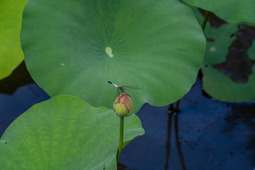 lotus flower and dragonfly, waiting to bloom