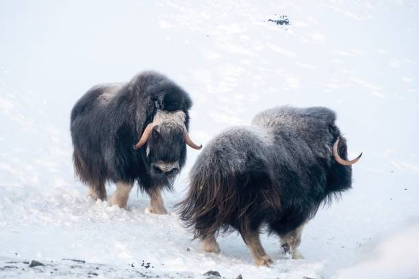 two male muskoxen fighting and clashing in a very cold winter environment, in the mountains of Dovrefjell National Park - Oppdal – Norway two male muskoxen fighting and clashing in a very cold winter environment, in the mountains of Dovrefjell National Park - Oppdal – Norway oppdal stock pictures, royalty-free photos & images