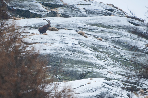 male of Alpine mountain ibex in the snow in winter environment , valsavarenche Val D’aosta – Italy