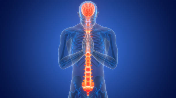 istock Central Organ of Human Nervous System Brain Anatomy 2096880843
