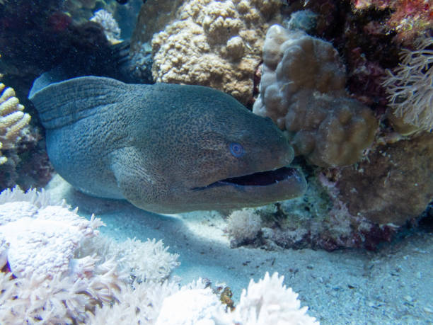 istock Moray eel in the coral reef during a dive in Bali 2096881354