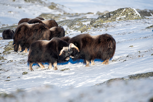 A musk ox herd in a very cold winter environment with wonderful mountains landscapes, in the mountains of Dovrefjell National Park - Oppdal – Norway