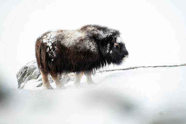 A musk ox in a very cold winter environment, in the mountains of Dovrefjell National Park - Oppdal – Norway A musk ox in a very cold winter environment, in the mountains of Dovrefjell National Park - Oppdal – Norway oppdal stock pictures, royalty-free photos & images