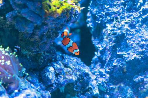 Amphiprion Ocellaris Clownfish or anemone fish in sea aquarium.
