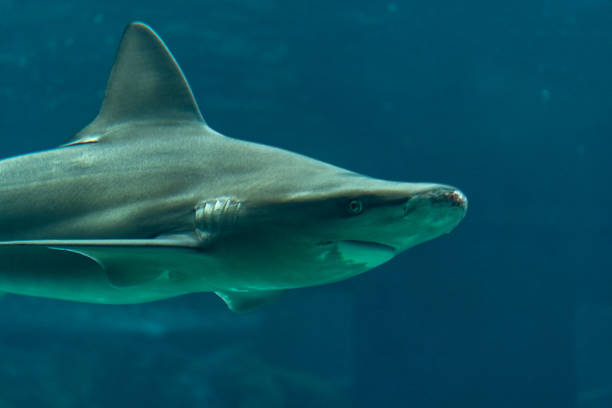 istock Silvertip shark swimming in deep sea aquarium. 2096886724