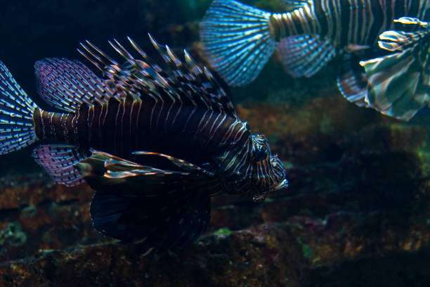 Devil firefish or lion fish swimming in aquarium.