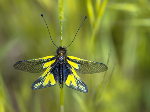 Owly sulphur (Libelloides coccajus) rare insect species resting on twig in Tuscany, Italy, April.