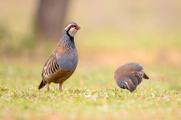 istock Couple Red Legged Partridge Standing Guard 2096895757