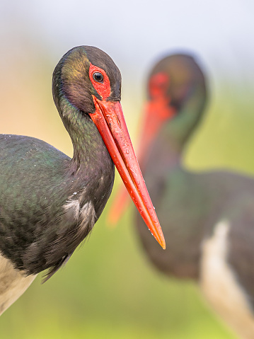Black stork (Ciconia nigra) pair of birds in natural habitat. Hungary. Wildlife scene of nature in Europe.