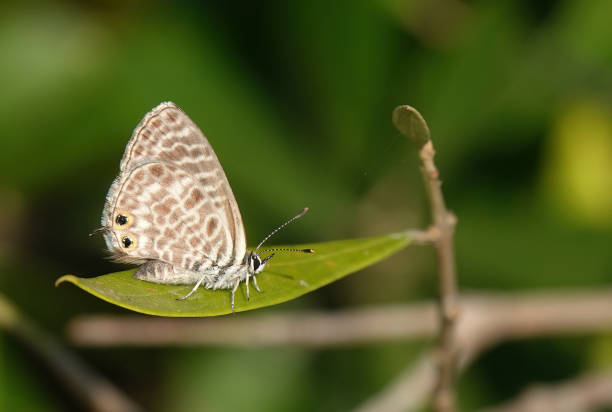 istock A closeup of Lang’s short-tailed blue butterfly, leptotes pirithous, perching on a leaf in the wild against a defocused background. 2096904822