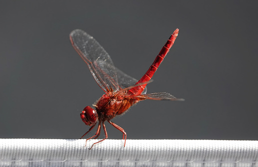 A side view of a red-veined darter dragonfly.
