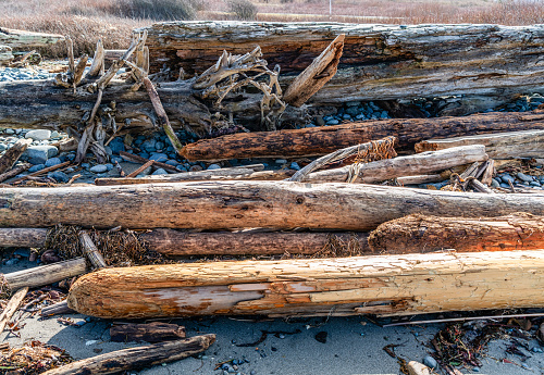 A close-up shot of driftwood at a beach in Oak Harbor, Washington.