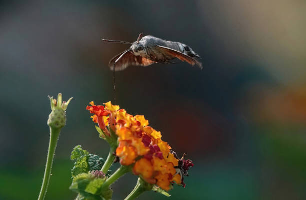 A hummingbird hawk-moth in flight in a Mediterranean garden.