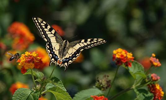 A swallowtail butterfly in flight in the wild.