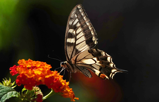 A swallowtail butterfly in a Minorcan garden.