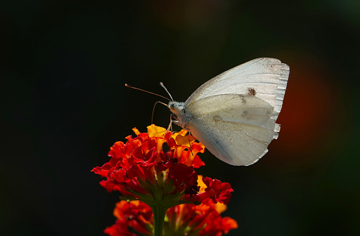 A small white butterfly on lantana flowers in Minorca, Spain.
