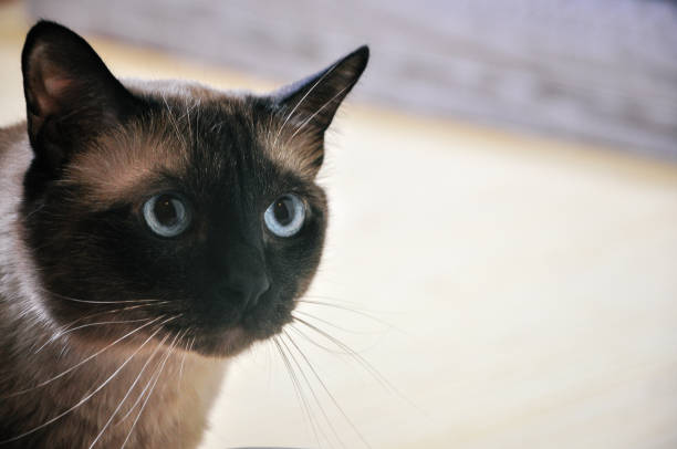 A closeup of a cat looking directly with its blue eyes