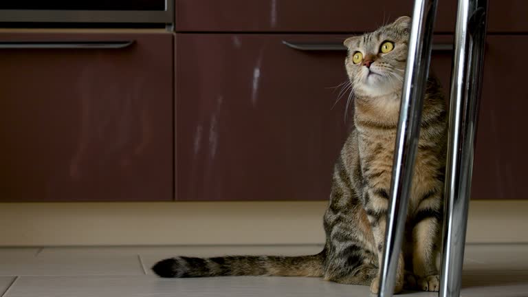 Scottish fold lop-eared cat sits near two chairs in the kitchen and watches something upstairs