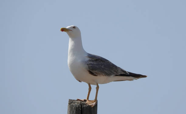 istock A yellow-legged gull, larus michahellis, perching on a wooden post against a clear blue sky background. 2096913948