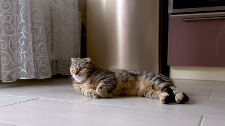 A domestic cat is lying on the floor by the refrigerator and has folded its front paws under itself