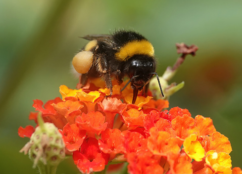 A closeup of a bumblebee feeding on colourful flowers in the wild.
