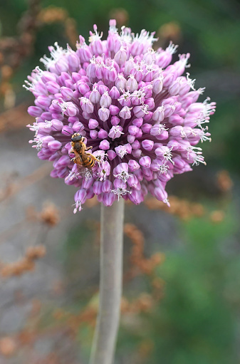 A bee on an allium plant in the wild.