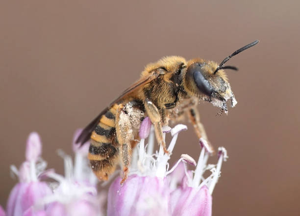 istock A closeup image of a bee feeding on pollen from an allium flower against a plain defocused background on a Mediterranean island. 2096918247