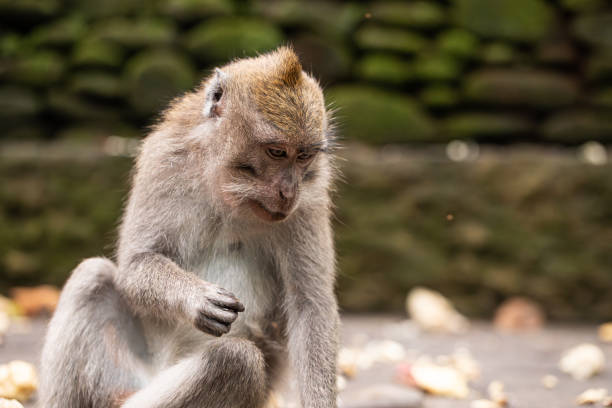 istock procrastination, laziness, the monkey is tired, bored 2096920340