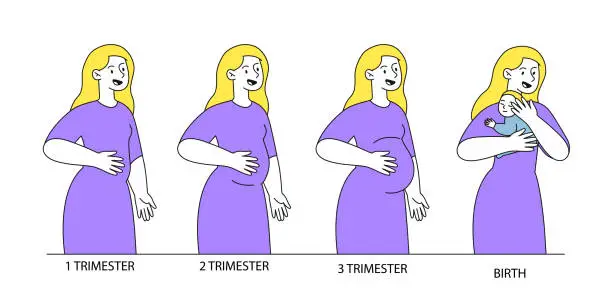 Vector illustration of Stages of pregnancy vector linear