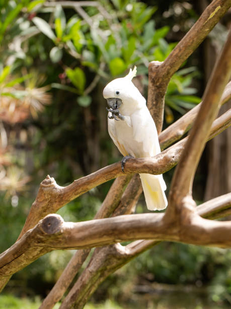 istock cockatoo in the wild, white parrot 2096947234