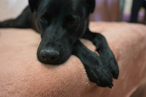 cute dog sleeps on the sofa. Nose close-up