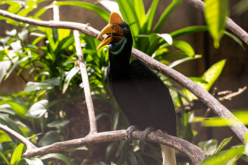 Knobbed Hornbill is a colourful hornbill native to Indonesia. Faunal symbol of South Sulawesi province. Rhyticeros cassidix