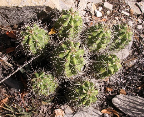 Cactus in natural setting