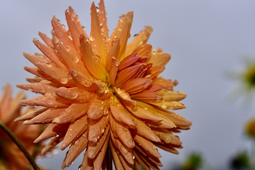 An orange and yellow cactis dahila with dew drops on petals