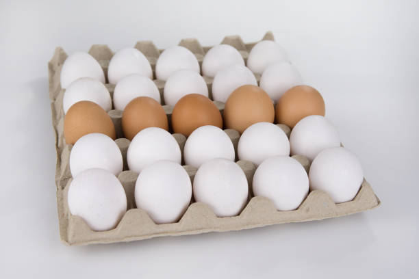 egg