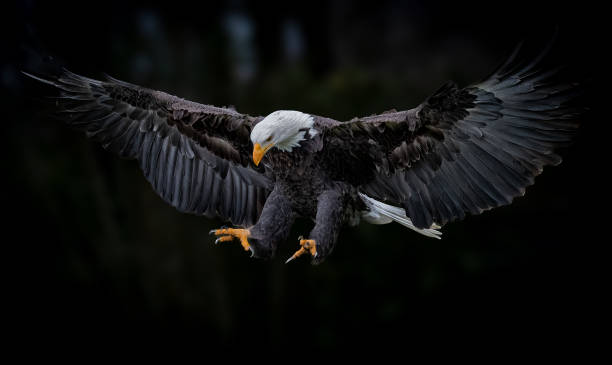 istock Bald eagle soaring through the sky, wings outstretched 2096977727
