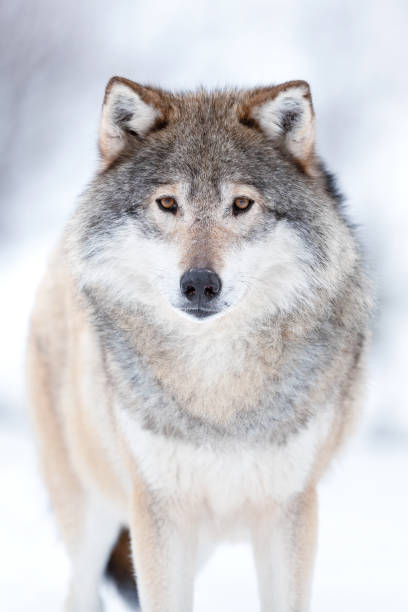 istock Eurasian wolf on field with snow during winter 2096979333