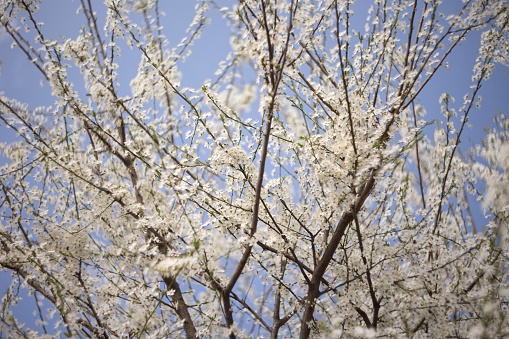 A tree in Po Valley, Italy, adorned with a profusion of white flowers blooming all over its branches.