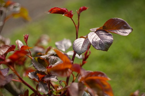 Detailed view of a plant with vibrant red and white leaves, showcasing its unique colors and textures.