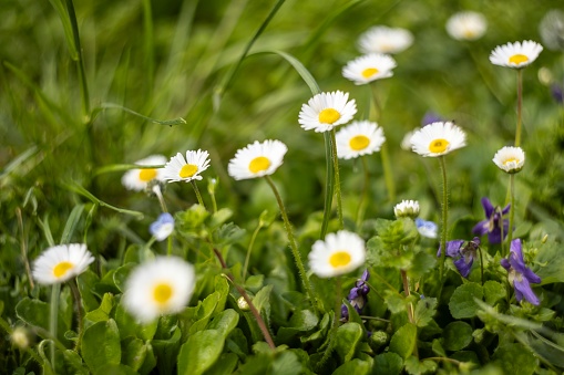 Daisies bloom amidst lush green grass in the Po Valley, Italy.
